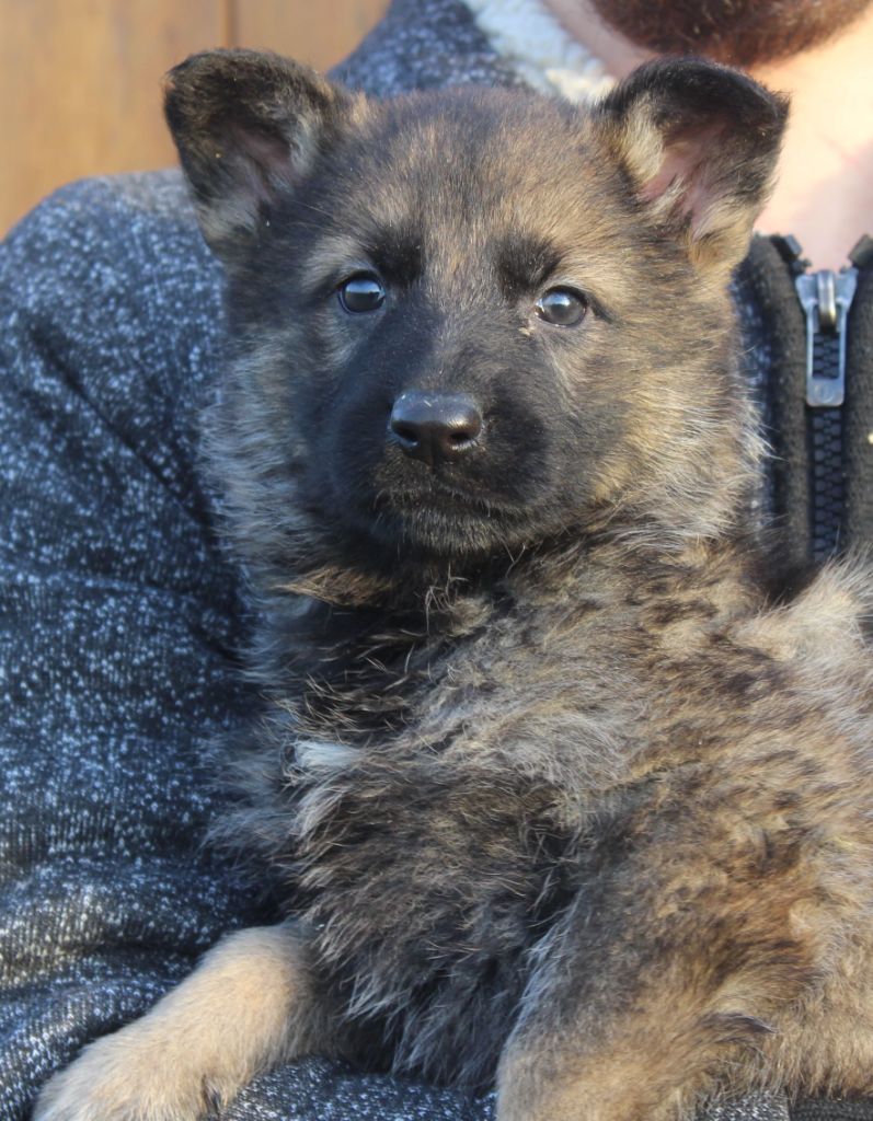 CHIOT grise dos charbonné