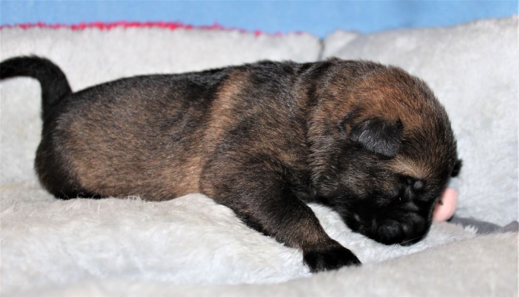 Du normont - Chiots disponibles - Berger Allemand