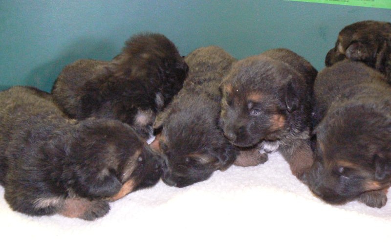 Chiot Berger Allemand Du normont