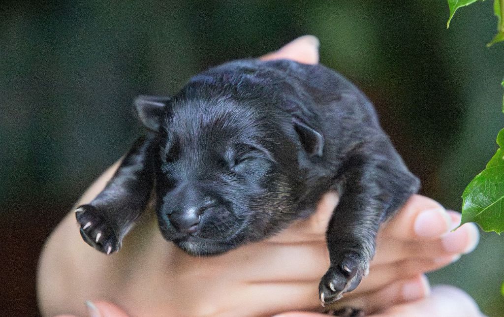 Du normont - Chiots disponibles - Berger Allemand