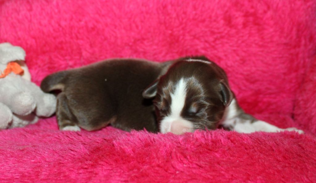 Du normont - Chiots disponibles - Berger Américain Miniature 