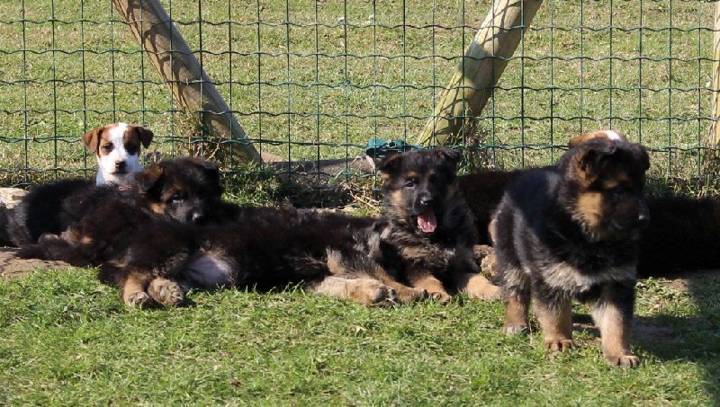 Chiot Berger Allemand Du normont