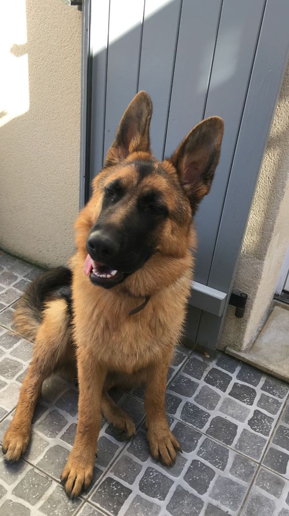 CHIOT