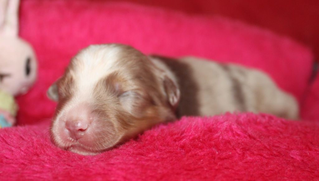 Du normont - Chiots disponibles - Berger Américain Miniature 