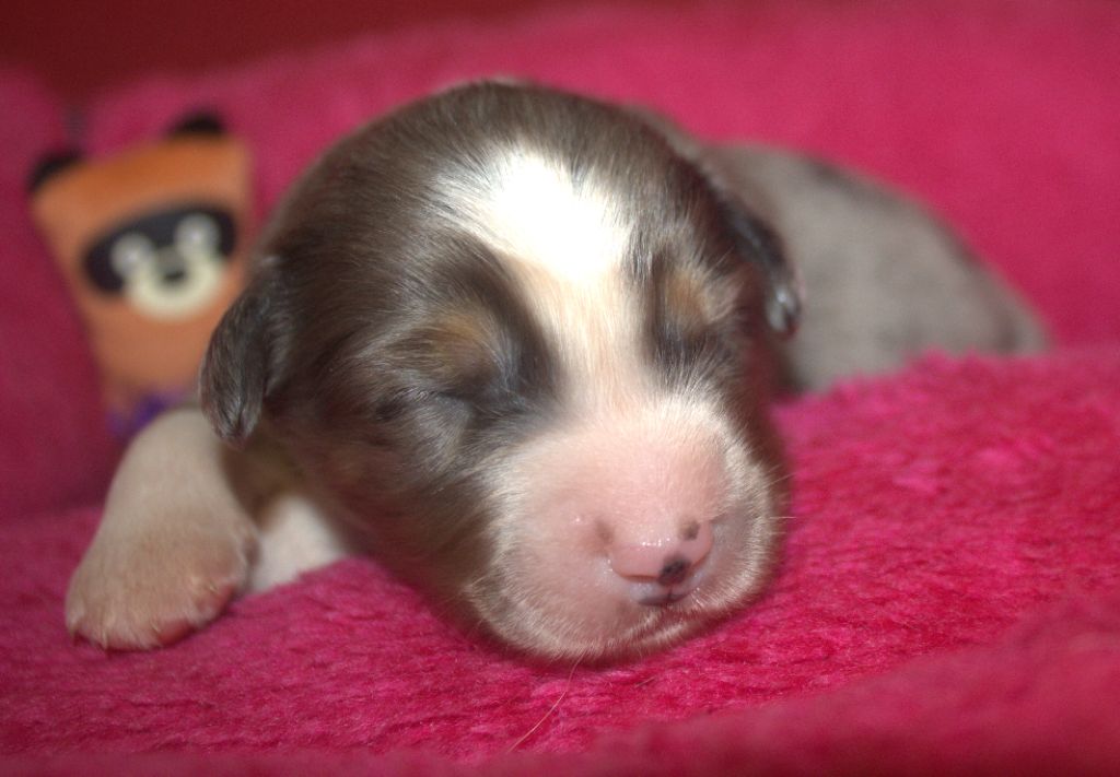 Du normont - Chiots disponibles - Berger Américain Miniature 