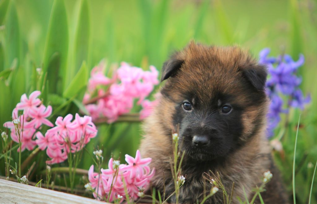 Chiot Berger Allemand Du normont