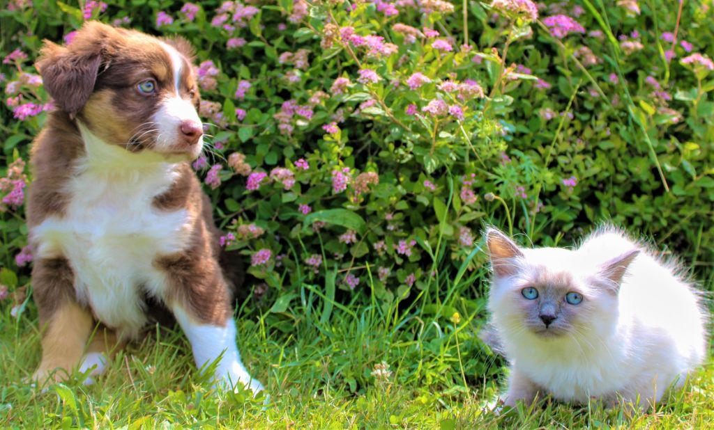 Chiot Berger Américain Miniature Du normont