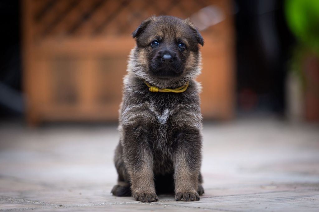 Du normont - Chiots disponibles - Berger Allemand