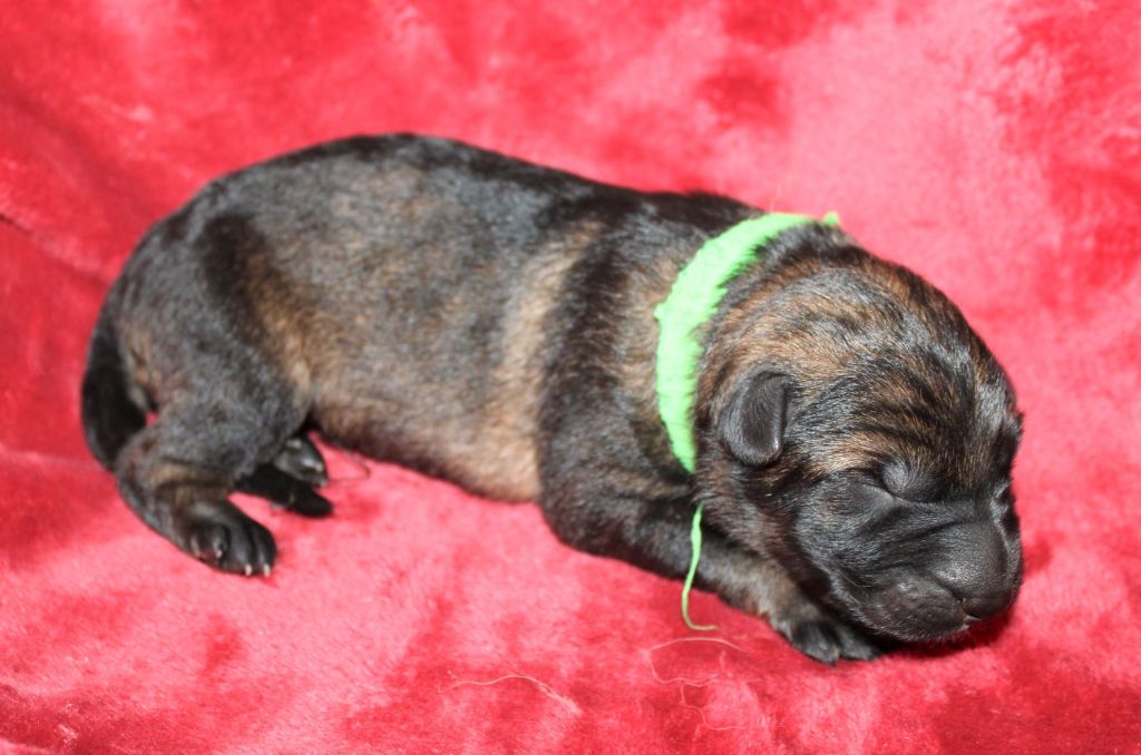 Du normont - Chiots disponibles - Berger Allemand