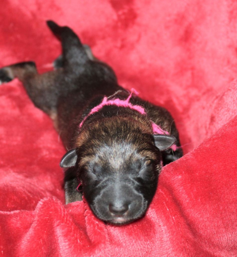 Du normont - Chiots disponibles - Berger Allemand