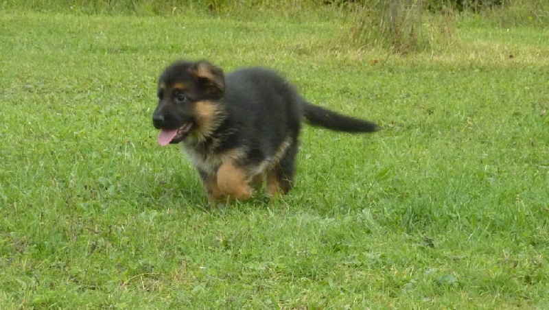 Du normont - Berger Allemand - Portée née le 30/08/2013