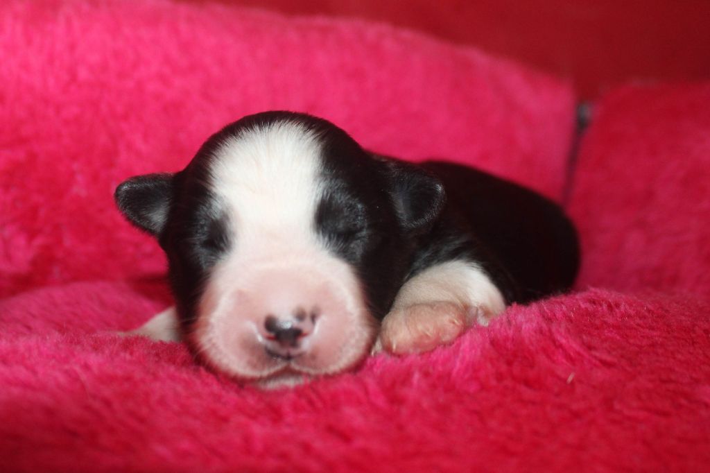 Du normont - Chiots disponibles - Berger Américain Miniature 