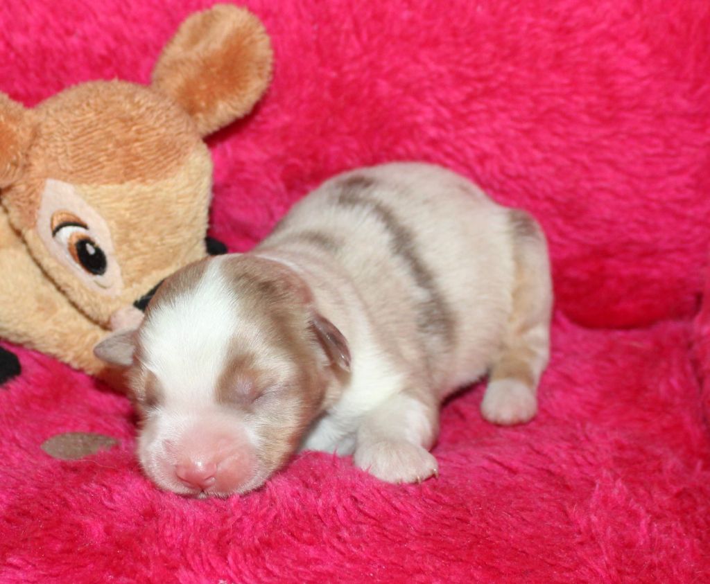 Du normont - Chiots disponibles - Berger Américain Miniature 