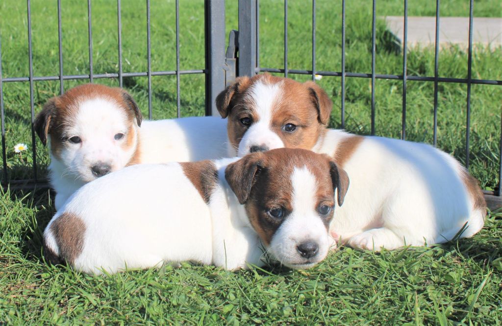 Chiot Jack Russell Terrier Du normont