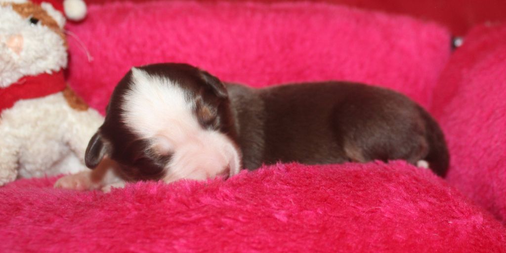 Du normont - Chiots disponibles - Berger Américain Miniature 