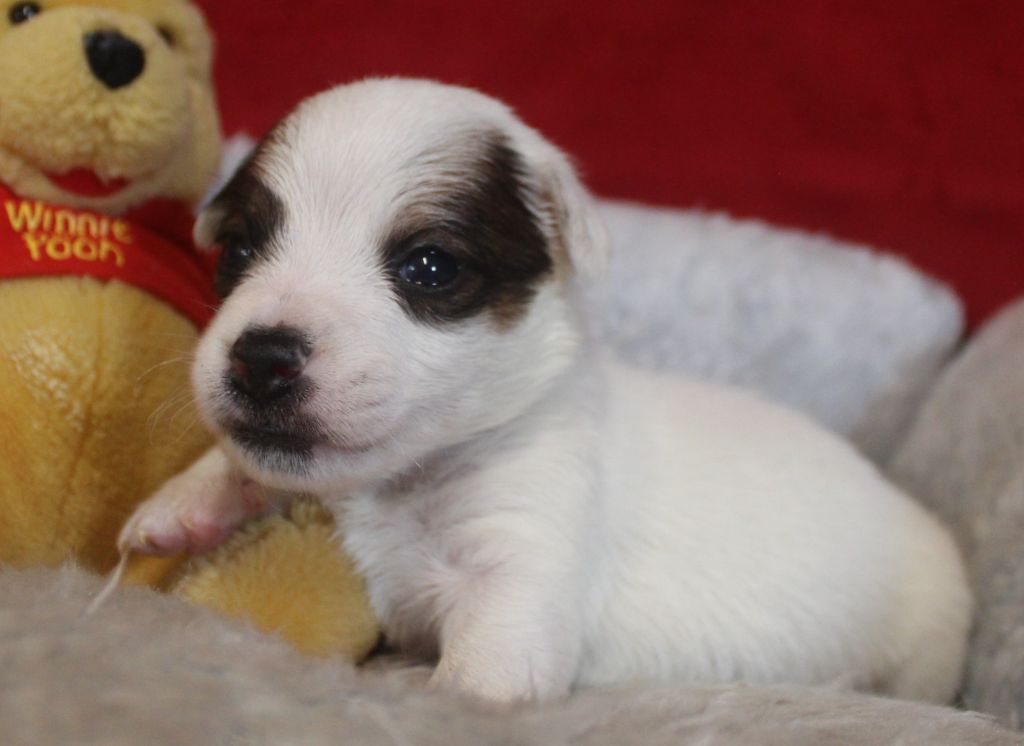 Du normont - Chiots disponibles - Jack Russell Terrier