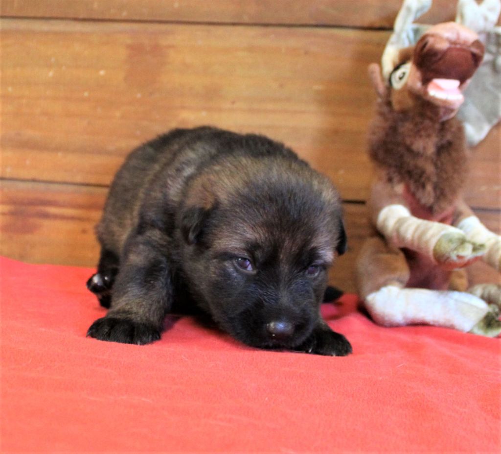 Du normont - Chiots disponibles - Berger Allemand