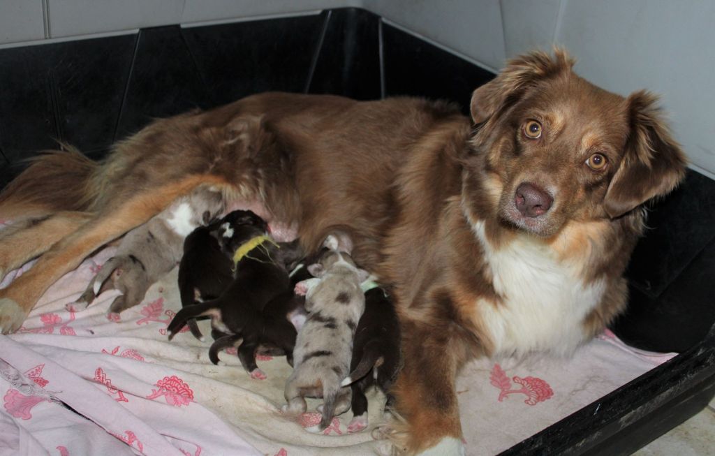Chiot Berger Américain Miniature Du normont
