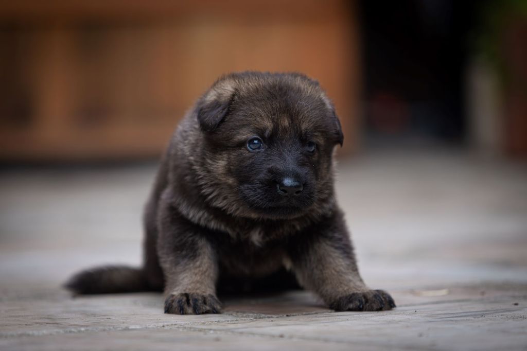 Du normont - Chiots disponibles - Berger Allemand