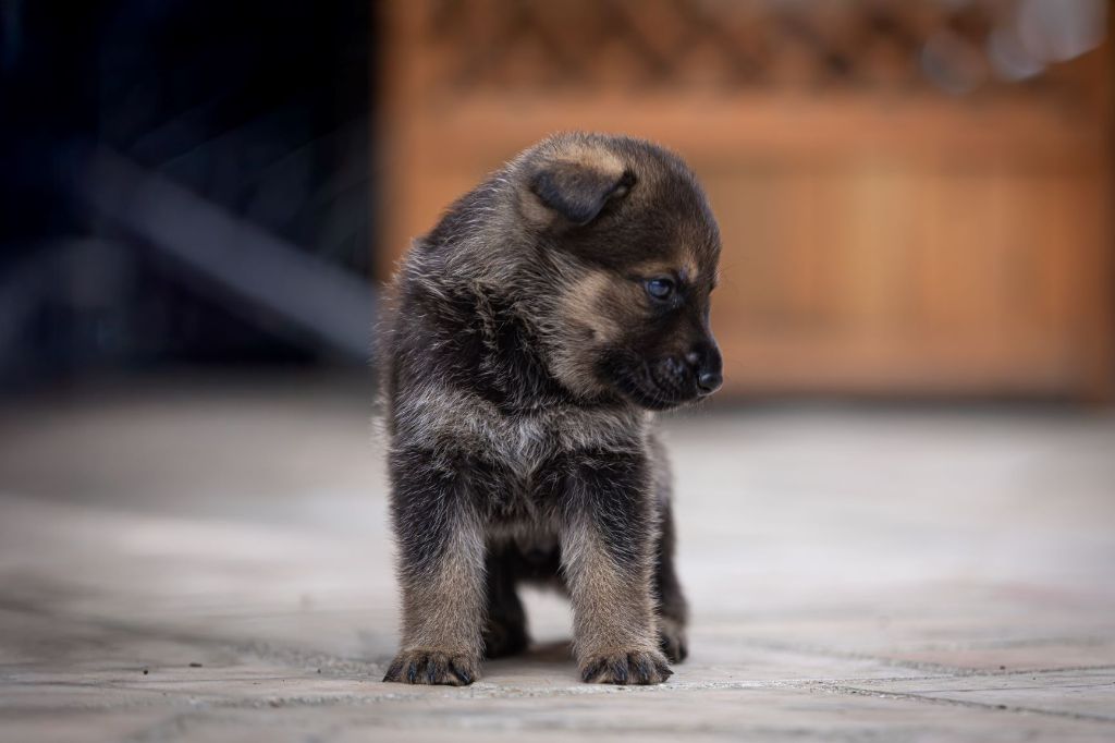 Du normont - Chiots disponibles - Berger Allemand
