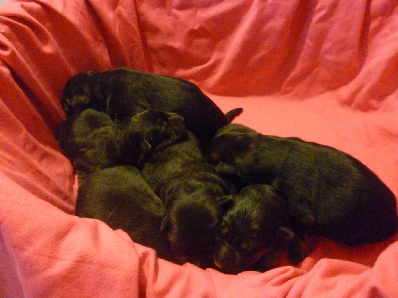 Chiot Berger Allemand Du normont