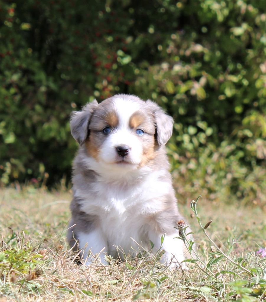 Du normont - Chiots disponibles - Berger Américain Miniature 
