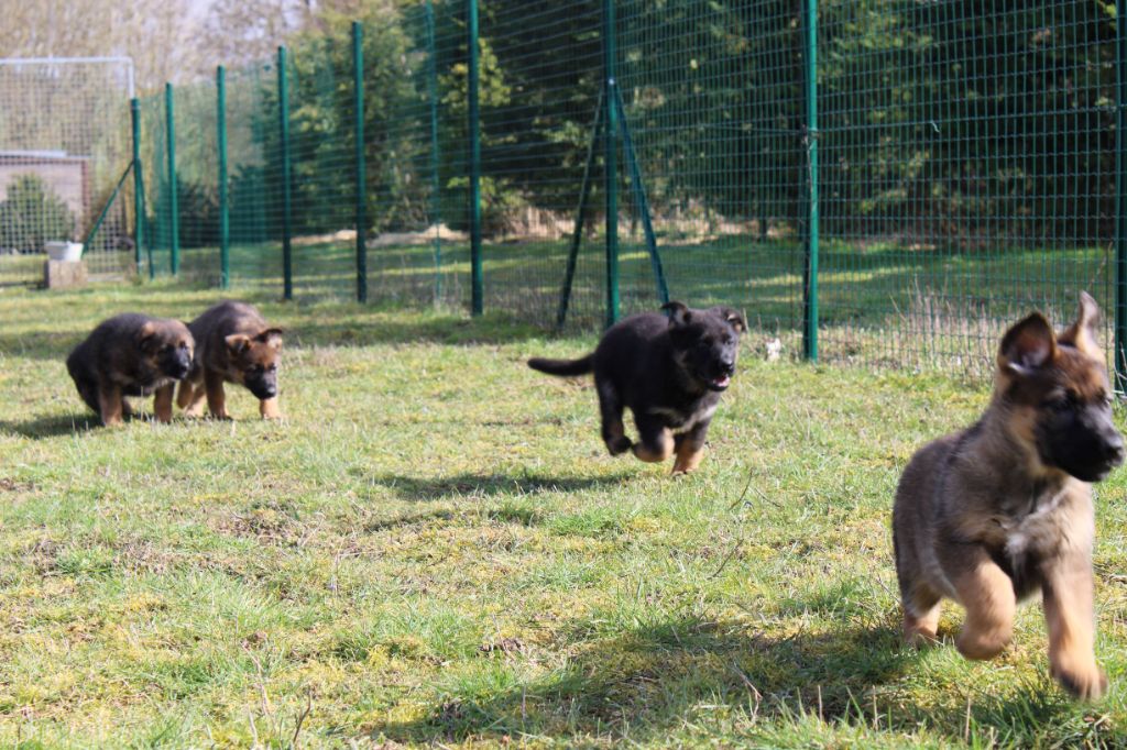 Chiot Berger Allemand Du normont
