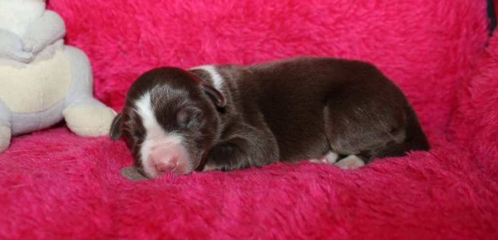 Du normont - Chiots disponibles - Berger Américain Miniature 