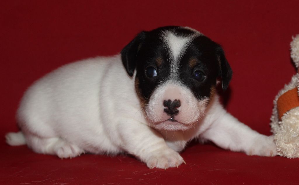 Du normont - Jack Russell Terrier - Portée née le 20/11/2018