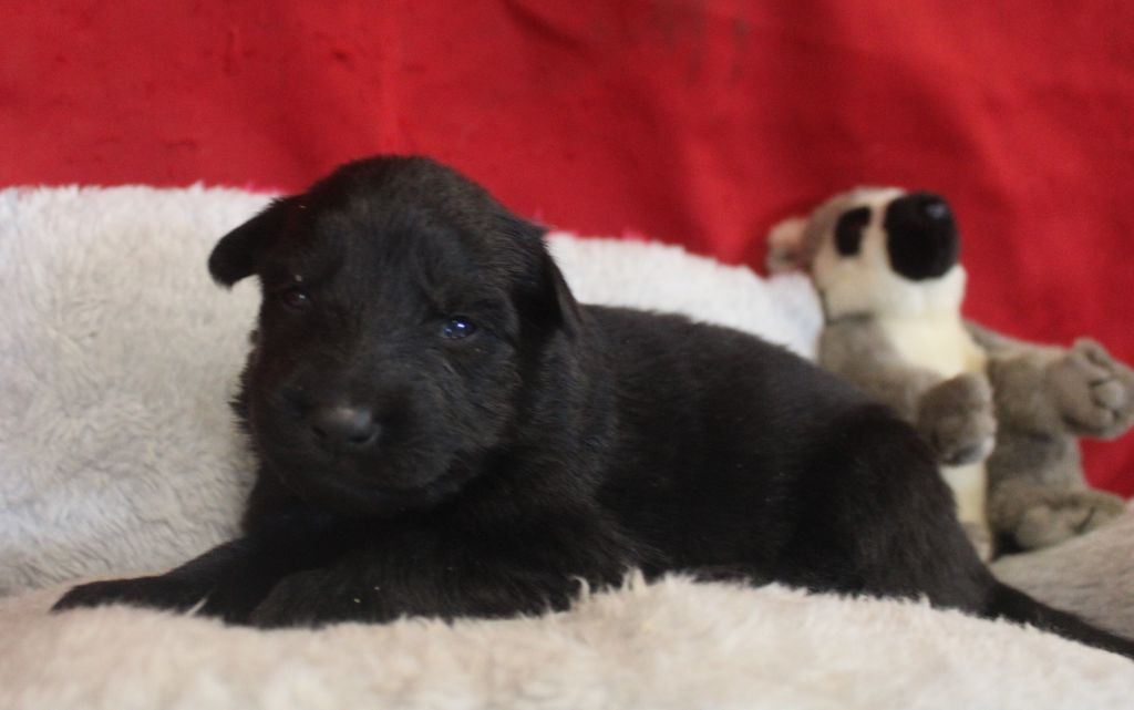 Du normont - Chiots disponibles - Berger Allemand Poil Long