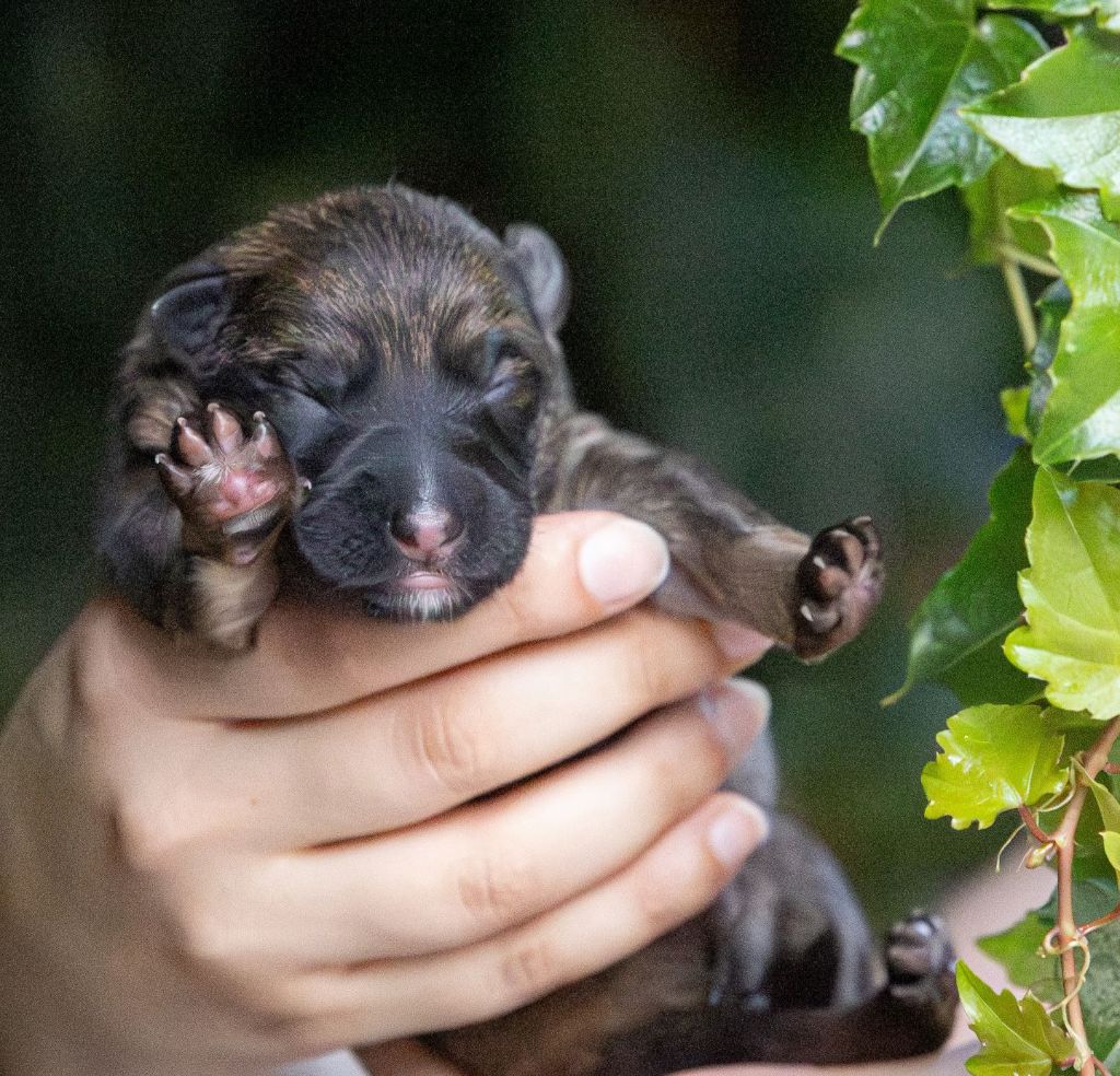 Du normont - Chiots disponibles - Berger Allemand