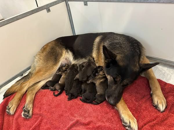 Chiot Berger Allemand Du normont