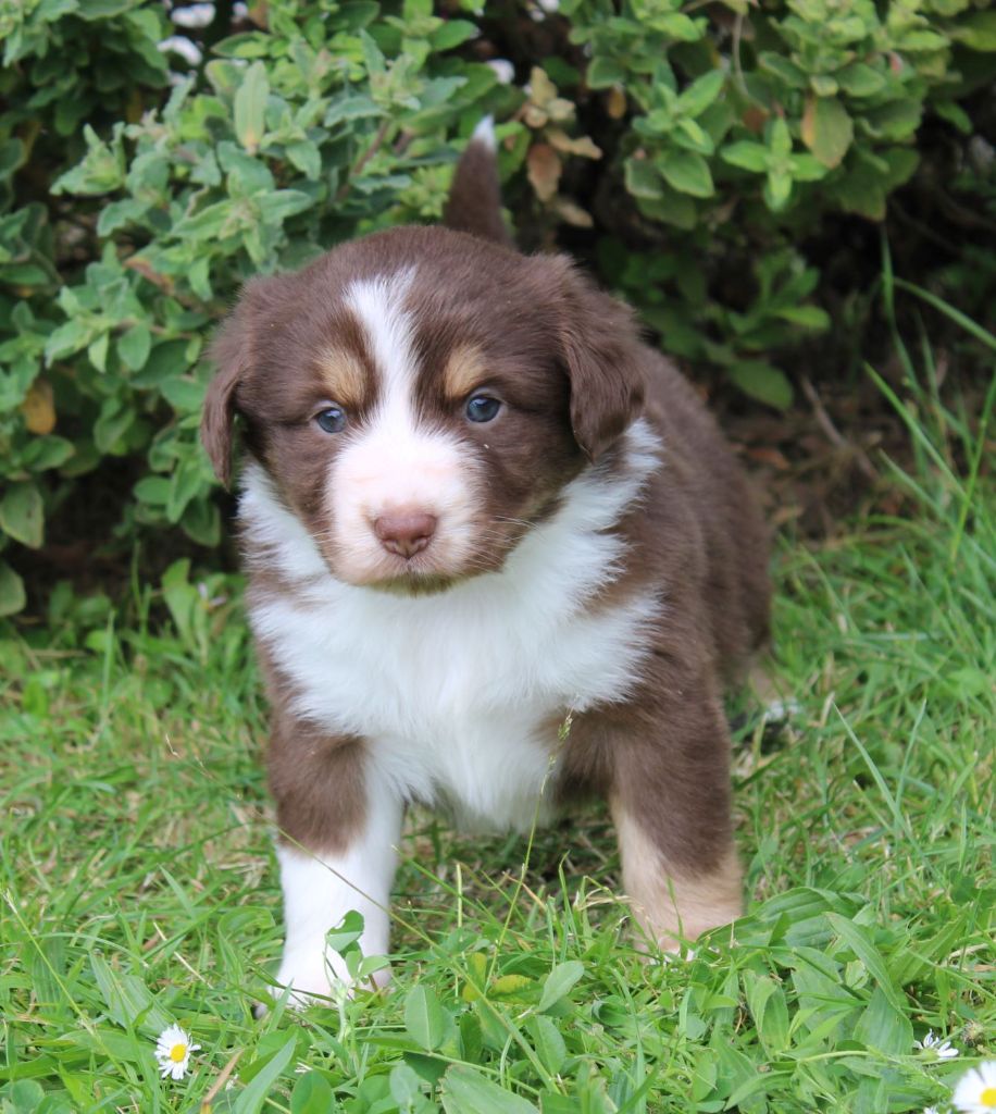 Du normont - Chiots disponibles - Berger Américain Miniature 