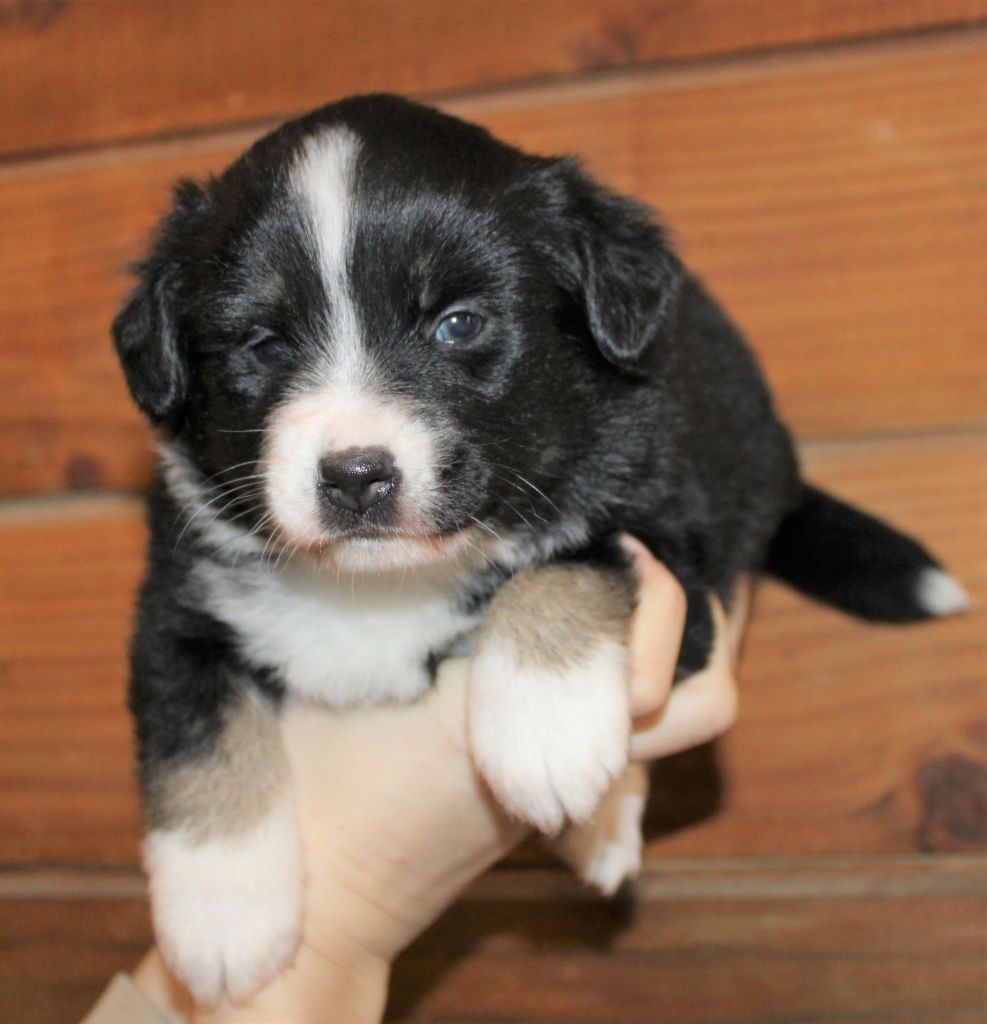 CHIOT noir tricolore