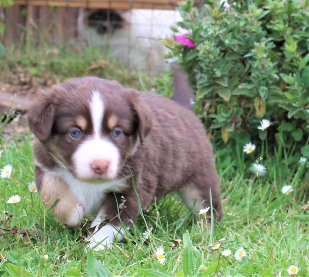 Du normont - Chiots disponibles - Berger Américain Miniature 