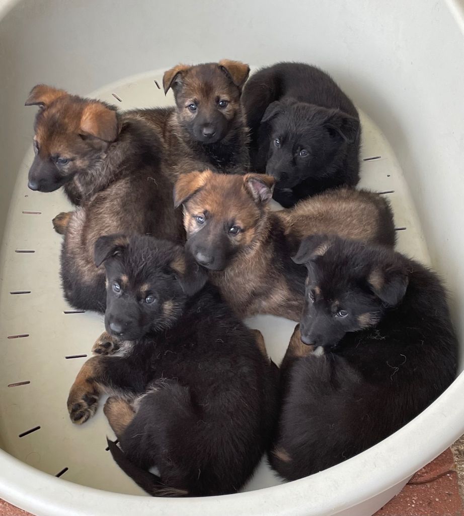Chiot Berger Allemand Du normont