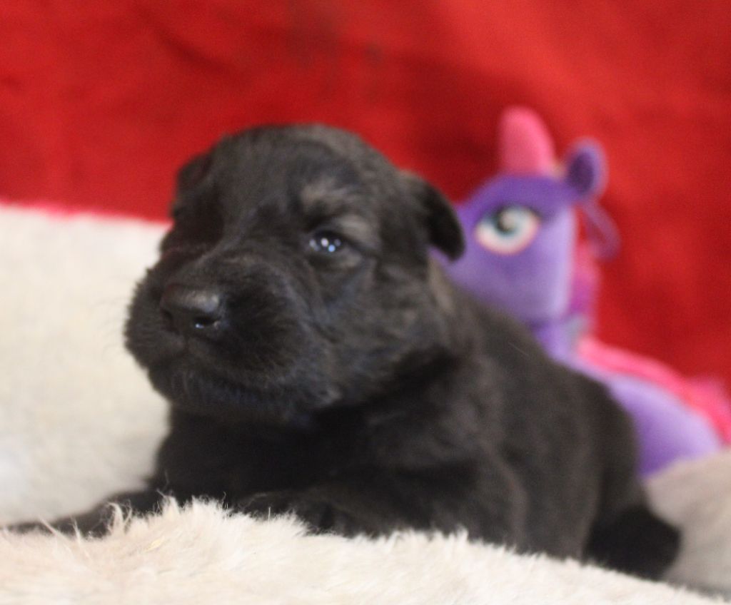 Du normont - Chiots disponibles - Berger Allemand Poil Long