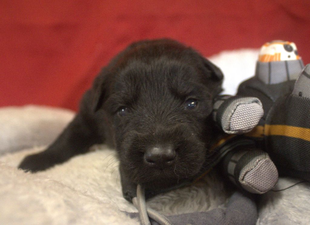 Du normont - Chiots disponibles - Berger Allemand Poil Long