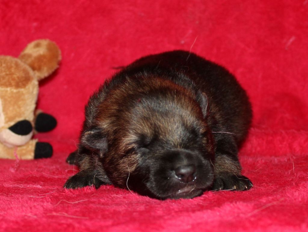 Du normont - Chiots disponibles - Berger Allemand