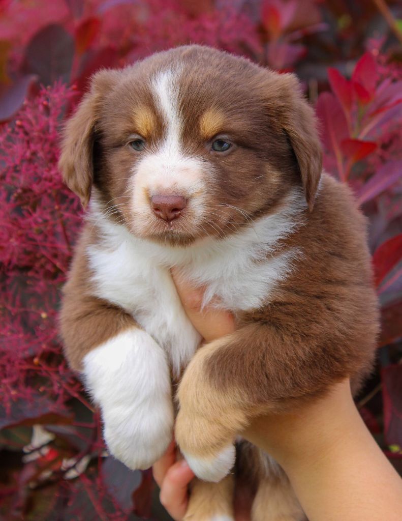 Du normont - Chiots disponibles - Berger Américain Miniature 