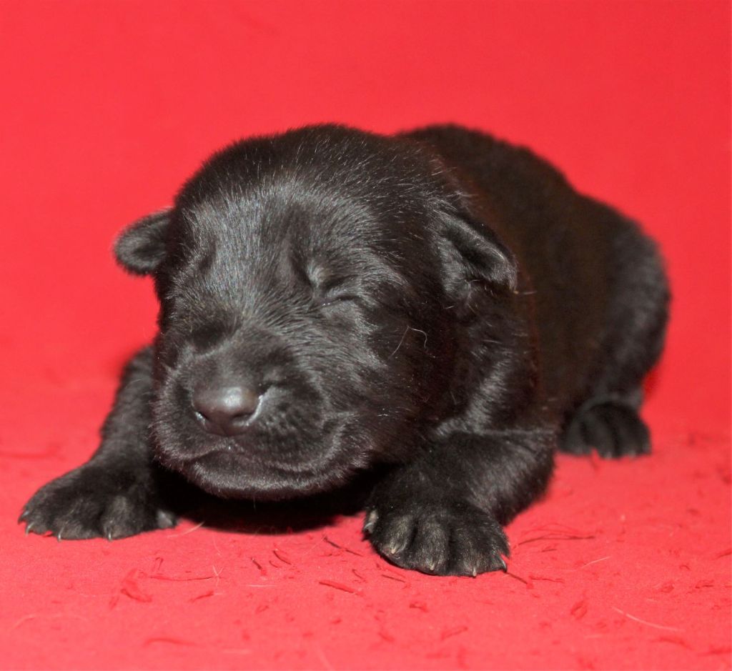 CHIOT noire