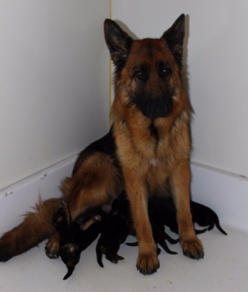 Chiot Berger Allemand Du normont