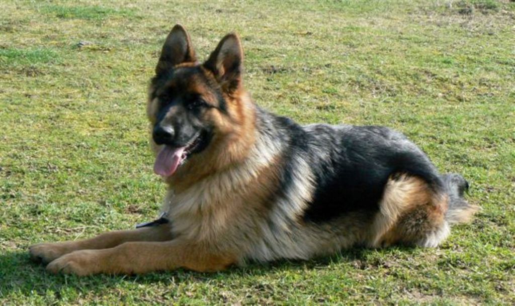 Chiot Berger Allemand Du normont