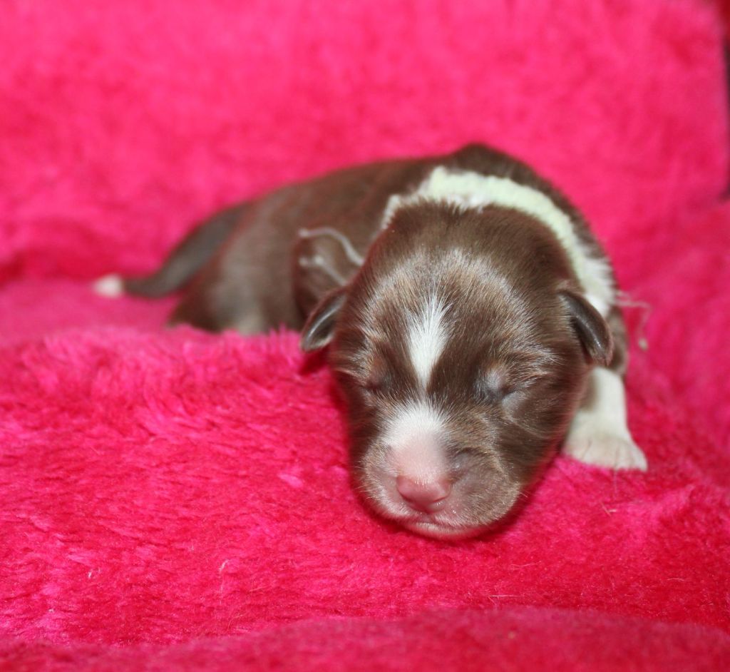 Du normont - Chiots disponibles - Berger Américain Miniature 