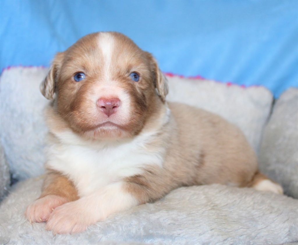 Du normont - Chiots disponibles - Berger Américain Miniature 