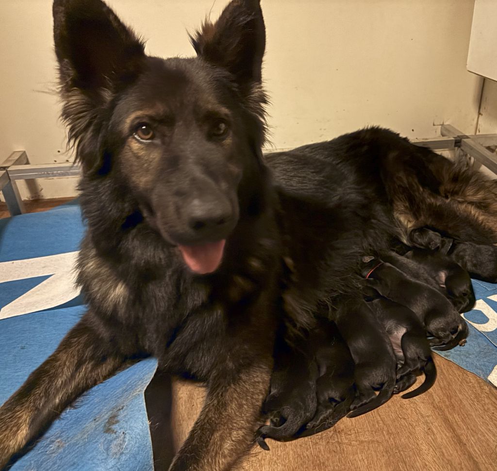Chiot Berger Allemand Poil Long Du normont