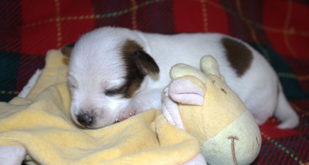 Du normont - Chiots disponibles - Jack Russell Terrier
