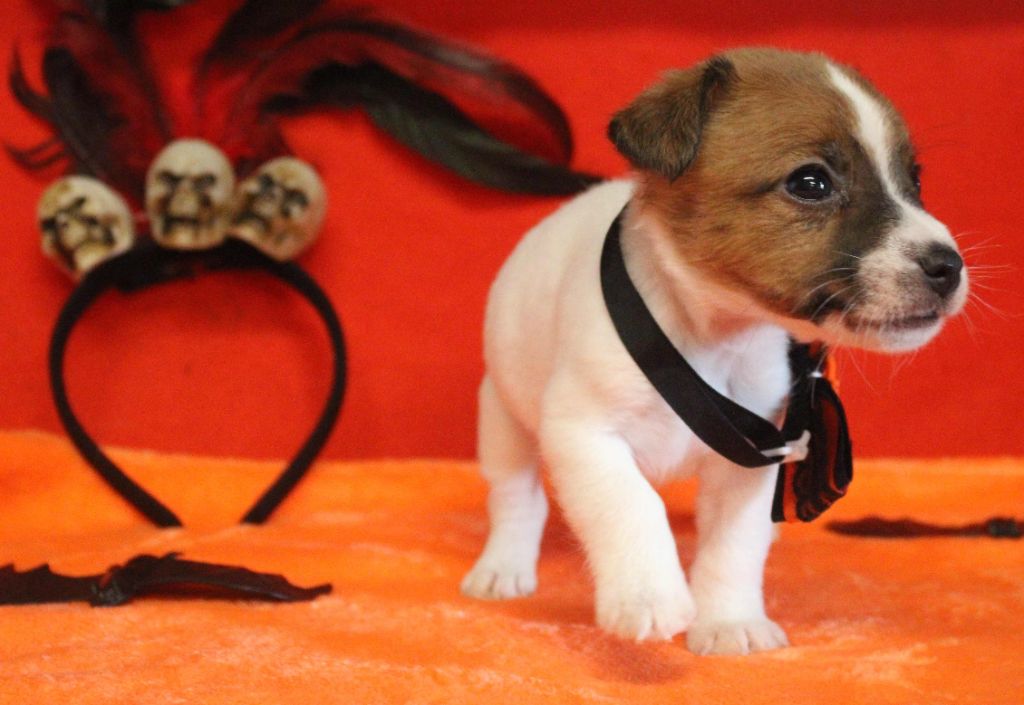 Du normont - Jack Russell Terrier - Portée née le 24/09/2025