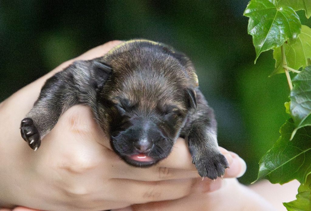 Du normont - Chiots disponibles - Berger Allemand