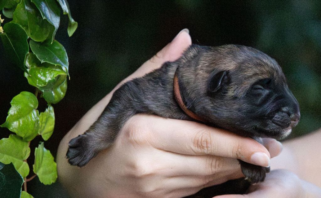 Du normont - Chiots disponibles - Berger Allemand